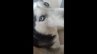 Grumpy husky not thrilled about waking up early