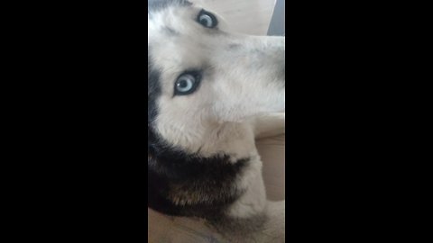 Grumpy husky not thrilled about waking up early