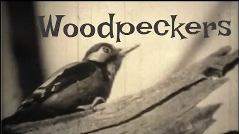 Woodpeckers: Life Cycle, Types, Habits