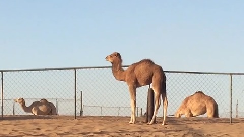 Camel youngster gets frightened, cries out for mamma
