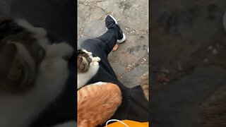 Istanbul Cats tiktok romanturkey