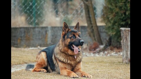 My BEAUTIFUL German Shepherd going work on his guard dog duty #REPOST