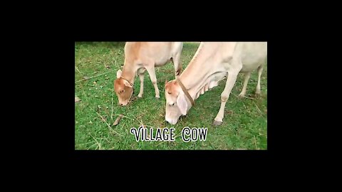 Deshi Village🐄🐄 COW Eating Green Grass In a Field