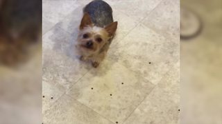 Funny Dog Chooses Treat Over Food