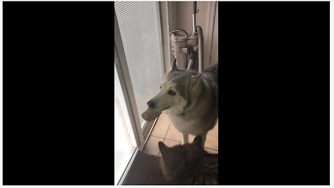 Stubborn Husky Furious He Can't Bury His Treat Outside