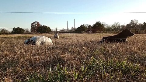 THIS GOOSE FOLLOWED THESE DOGS INTO A FIELD (11/17/23)