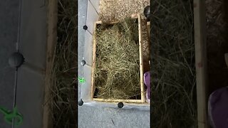 The hay box