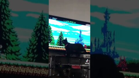 Cat VS Shovel Knight ⚔️