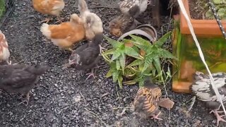 Baby chicks galore 8 weeks