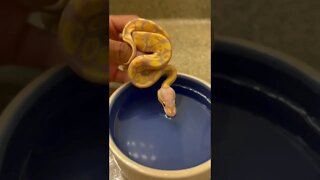 ADORABLE Baby Snake Drinks Water From My Hand! 🤚🐍