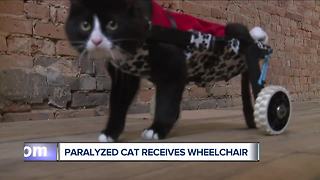 Paralyzed cat receives wheelchair