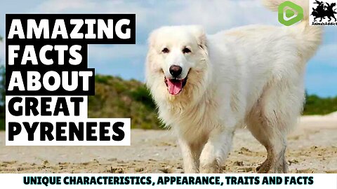 99% of Great Pyrenees Owners Don't Know This | Great Pyrenees Facts | Great Pyrenees Dog Facts