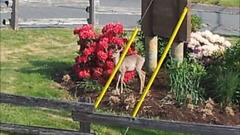 West Coast Mule Deer, "Blacktail"