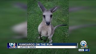 Search for escaped kangaroo named Storm in Jupiter Farms