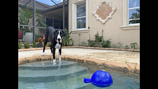 Funny Great Dane Gets Sassy Taking Her First Steps Into The Pool