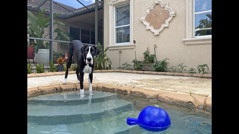 Funny Great Dane Gets Sassy Taking Her First Steps Into The Pool