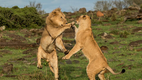 Dramatic Scenes As Lioness Takes On A Lion... But Who Wins?