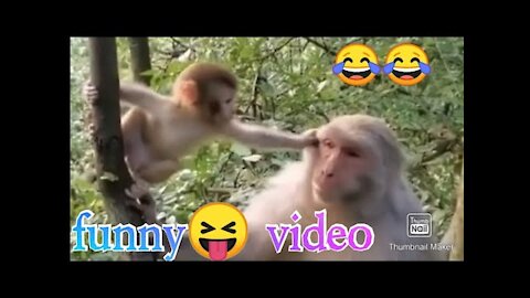 Monkey Funny Moment In Forest