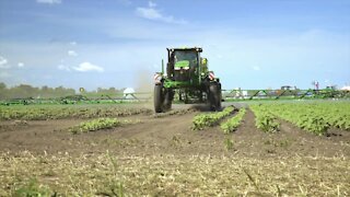 California farmers are destroying their own crops