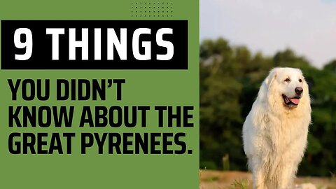 9 Things You Didn’t Know About the Great Pyrenees.