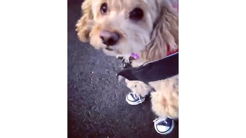 Adorable Cock-a-chon pup is Stylin' in her new Sneakers