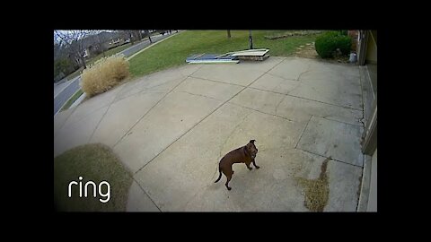 Little Girl Crosses Paths With A Bobcat & Dad Forgets Dog Outside