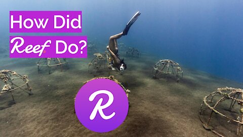 Crypto Update 🔥 How Did Reef Finance [REEF] Develop? (2021)