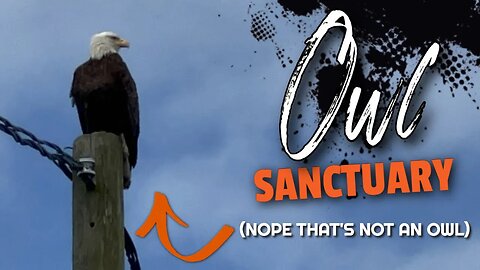 Owl Sanctuary: Raptors & Other Birds Of Prey Centre In Delta, British Columbia | Vancity Adventure
