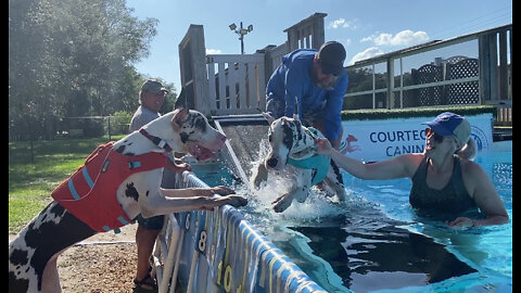 Supportive Great Dane cheers on sister's first splashy swim