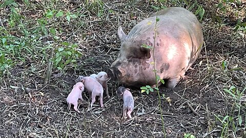 Pasture pigs- piglets