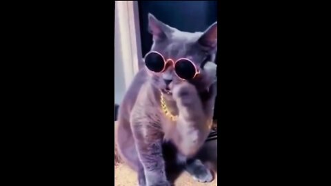 Lady Cute Cat hiphop singer funny video 2022
