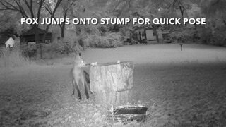 Fox Jumps Onto Stump For Quick Pose