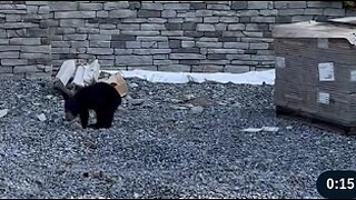 Bear Family Investigates New Building