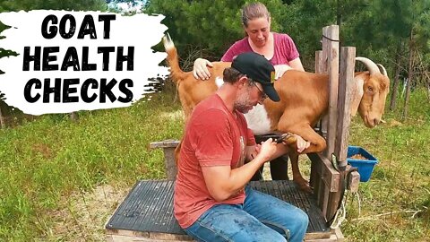 Goat Health Maintenance | Hoof Trims, Treating Staph & Parasite Checks