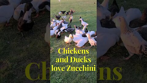 Feeding our Chickens Zucchini #shorts
