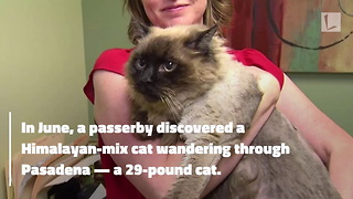 Woman Catches National Attention After Adopting 29-Pound Cat Named Chubbs