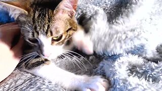 Sweet Kitten Purrs and Makes Biscuits