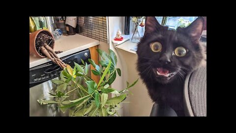 Best Funny Cat And Dog Reactions