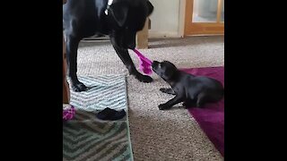 Determined puppy plays tug-of-war with much bigger dog