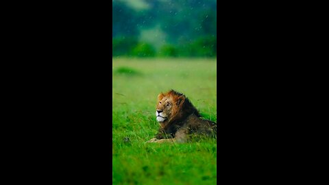 Monsoon arrival at jungle | Beauty of wildlife