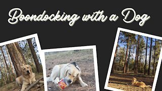 Boondocking in the Grand Canyon with our Golden Retriever (Solar issues, Dog walking, editing)