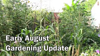 Garden Update And Tour For Early August