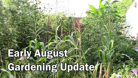 Garden Update And Tour For Early August