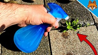 I sprayed the Weeds with THIS and was AMAZED by the Result 💥 (SUPER easy) 🤯