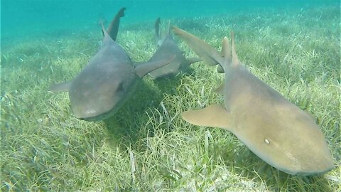 Swimmers meet wild sharks and stingrays face to face in Belize