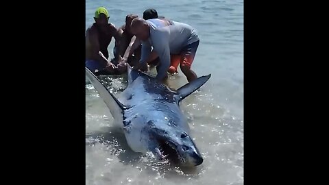 GIANT SHARK GOT LOST ON A BEACH IN FLORIDA🏖️🦈🌊🏄‍♂️ 💫