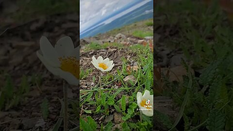 Get Lost Alaska Mountain Mushroom Hunting