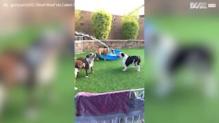 Six bulldogs happily play with water