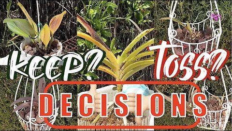 Keep or Toss Orchids | Tolumnia Rescue | How I decide which Orchids to try and Rescue #ninjaorchids