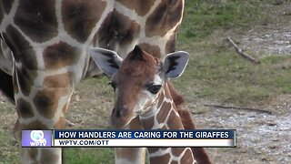 Watch the Giraffe documentary